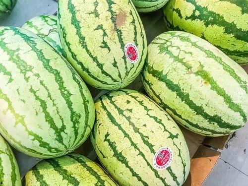 中卫网红吃瓜视频,揭秘当地美食与趣闻 第2张 中卫网红吃瓜视频,揭秘当地美食与趣闻 第2张