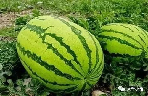 中卫网红吃瓜视频,揭秘当地美食与趣闻 第3张 中卫网红吃瓜视频,揭秘当地美食与趣闻 第3张