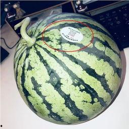 网红翻车吃瓜,吃瓜群众围观直播事故 第3张 网红翻车吃瓜,吃瓜群众围观直播事故 第3张