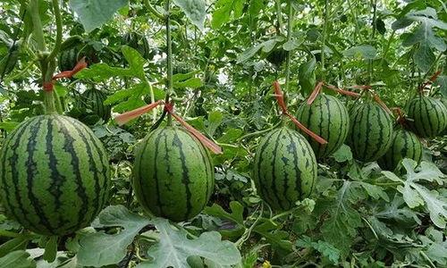 夏邑吃瓜最新事件爆料,揭秘背后惊人真相,网络热议持续升温 第3张 夏邑吃瓜最新事件爆料,揭秘背后惊人真相,网络热议持续升温 第3张