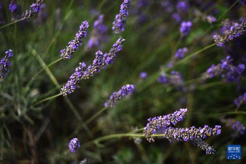 薰衣草 在线观看,在线观看之旅