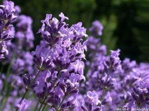 薰衣草 在线观看,在线观看之旅  第2张 薰衣草 在线观看,在线观看之旅  第2张