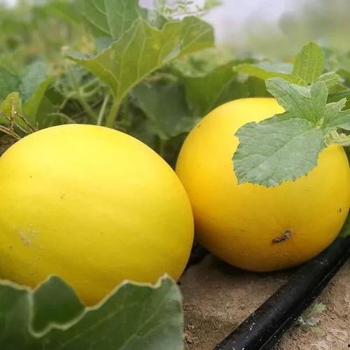 网红瓜最新事件爆料,揭秘娱乐圈最新惊天事件!