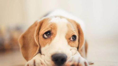 娱乐吃瓜酱小狗被卖,背后的故事与反思  第3张 娱乐吃瓜酱小狗被卖,背后的故事与反思  第3张