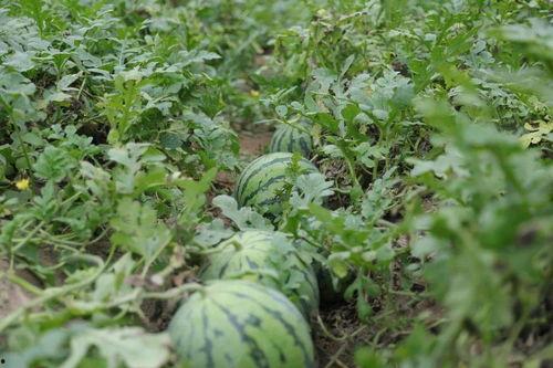 溧阳吃瓜新闻爆料是真的吗,真相揭秘,是真是假?