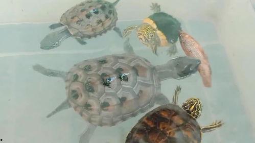 娱乐吃瓜酱小乌龟,揭秘娱乐圈那些不为人知的幕后故事  第2张 娱乐吃瓜酱小乌龟,揭秘娱乐圈那些不为人知的幕后故事  第2张