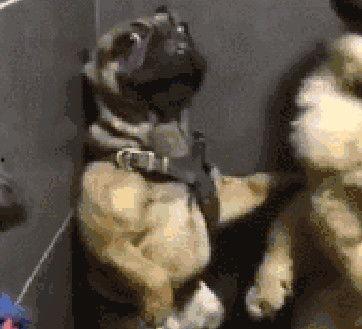 巴哥爆料黑胡子视频在线,黑胡子视频幕后真相大曝光  第3张 巴哥爆料黑胡子视频在线,黑胡子视频幕后真相大曝光  第3张