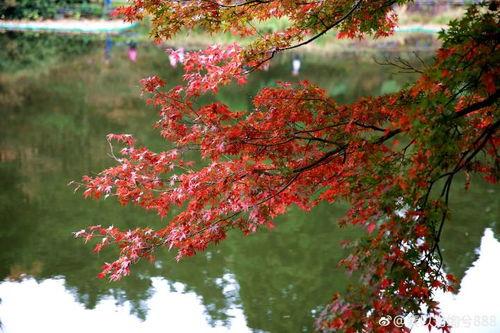 枫丹植物爆料视频播放,探寻神秘大陆的绿色奇迹 第1张 枫丹植物爆料视频播放,探寻神秘大陆的绿色奇迹 第1张