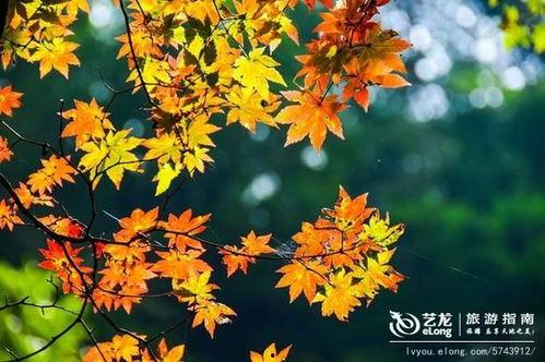 枫丹植物爆料视频播放,探寻神秘大陆的绿色奇迹 第2张 枫丹植物爆料视频播放,探寻神秘大陆的绿色奇迹 第2张