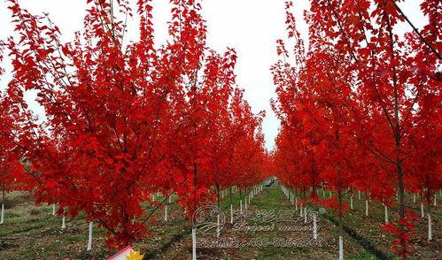 枫丹植物爆料视频播放,探寻神秘大陆的绿色奇迹 第3张 枫丹植物爆料视频播放,探寻神秘大陆的绿色奇迹 第3张