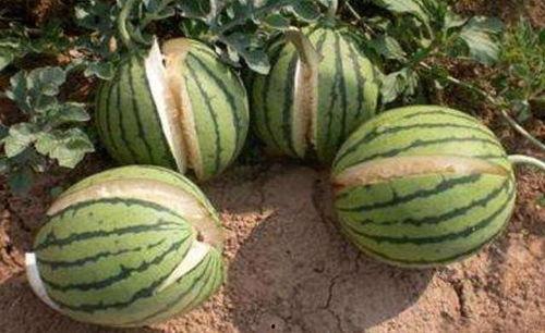 景德镇网红吃瓜事件真相,揭秘背后真相与网络舆论风暴 第2张 景德镇网红吃瓜事件真相,揭秘背后真相与网络舆论风暴 第2张