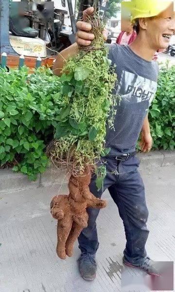 新植物爆料图片大全集最新,探索大自然奇观，揭秘植物界最新发现