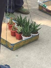 新植物爆料图片大全集最新,探索大自然奇观，揭秘植物界最新发现  第2张