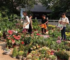 新植物爆料图片大全集最新,探索大自然奇观，揭秘植物界最新发现  第3张