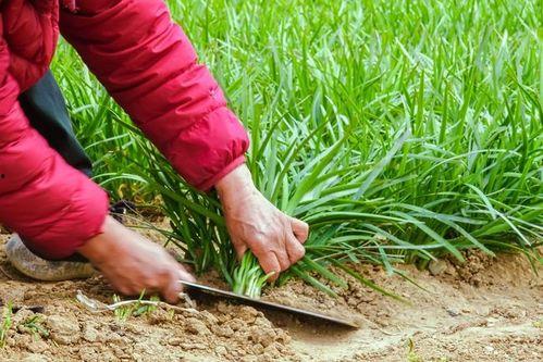 美国割韭菜爆料事件视频,揭秘金融巨头操控市场的惊人内幕 第3张 美国割韭菜爆料事件视频,揭秘金融巨头操控市场的惊人内幕 第3张